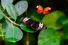 Red And Black Common Postman Butterfly