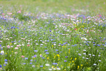 Flower Meadow