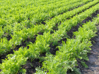 Wall Mural - Field of carrots