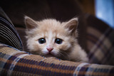Fototapeta Tulipany - Scared kitten