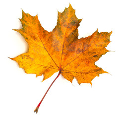 Maple leaf