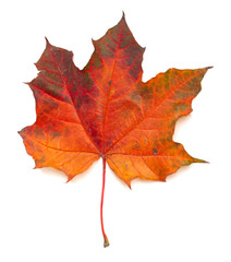 Maple leaf