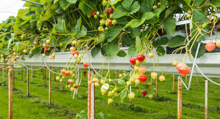 Sticker - Strawberry cultivation outdoors