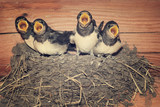 Feed me! Demanding swallow chicks begging for food