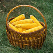 Fresh corn in the basket