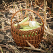 Freshly corn in the basket. harvesting