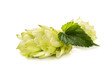 Hops isolated on a white background