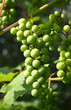 zielone winogrona