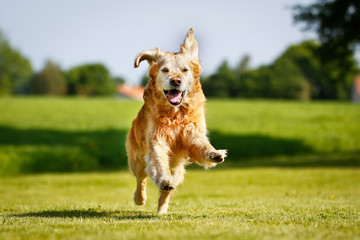 Canvas Print - Golden retriever dog