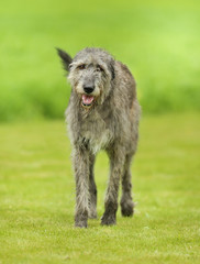 Poster - Irish Wolfhound dog