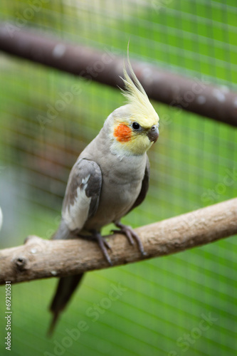 Board z aluminiowym obramowaniem Papuga nimfy