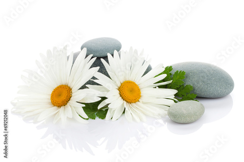 Fototapeta do kuchni Daisy camomile flower and sea stones