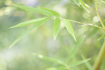  bamboo leaves and twigs with blurred background