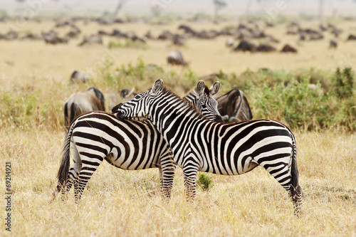Plakat na papierze fotorealistycznym Zebry na masai mara w Afryce