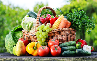 Wall Mural - Wicker basket with assorted raw organic vegetables in the garden