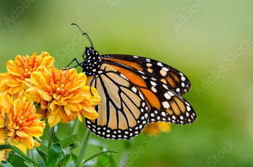 Board z aluminiowym obramowaniem Motyl monarchy (danaus plexippus) podczas jesiennej migracji