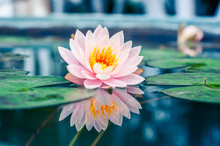 A Beautiful Pink Waterlily Or Lotus Flower In Pond