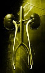 Wall Mural - kidney