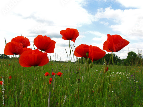 Fotoboard na płycie Kwitnących czerwonych maków (papaver) na zielonym polu
