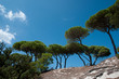 mediterranean parasol pines