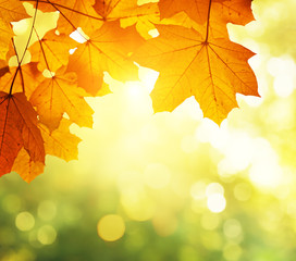 Canvas Print - leaves in autumn forest