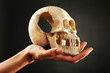 Human skull in hand on dark background