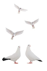 Poster - dove