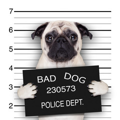 Wall Mural - mugshot dog