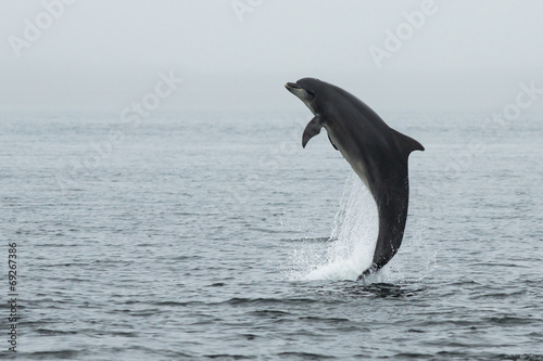 Naklejka samoprzylepna Bottlenose delfin (tursiops truncatus) z łososiem