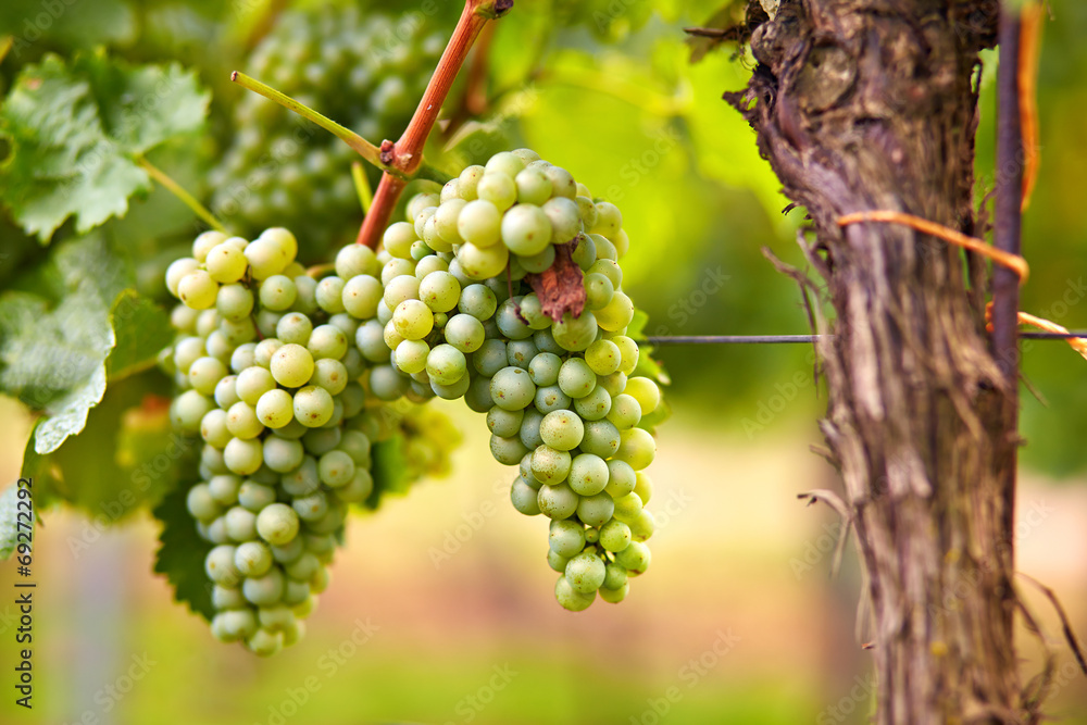 Branch of white wine grapes - obrazy, fototapety, plakaty 