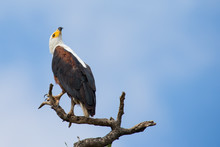 A Majestic Fish Eagle Sitting On A Perch Looking Up In Sky For H