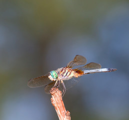 Green headed dragonfly