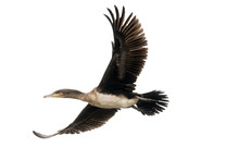 Cormorant In Flight