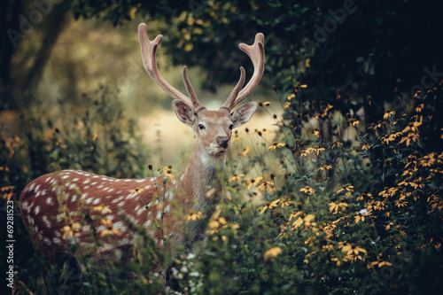 Board z aluminiowym obramowaniem Jeleni whitetail
