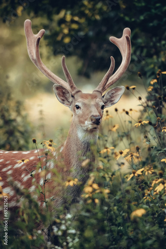 Board z aluminiowym obramowaniem Jeleni whitetail