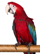 Colorful Macaw Isolated On The White Background