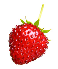 wild strawberry isolated