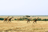 Fototapeta Sawanna - Giraffes on the Masai Mara in Africa