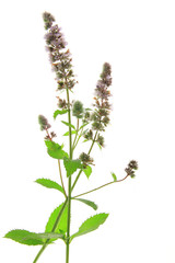 Wall Mural - Spearmint (Mentha spicata)