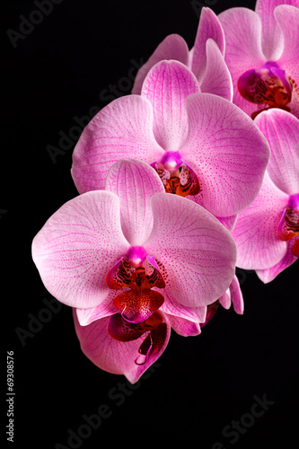 Obraz na płótnie canvas trzyczęściowy "tryptyk" Kwiaty orchidei na czarno