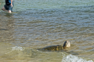 Wall Mural - Green Turtle swimming near the shore in Hawaii