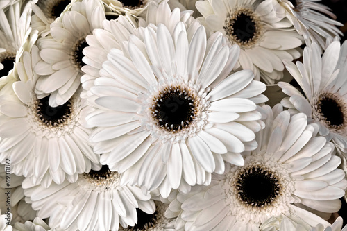 Plakat na zamówienie A bouquet of gerberas. Floral background.