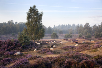 sheep on purple blooming heather