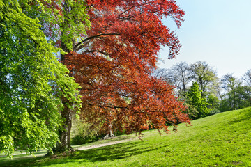 Wall Mural - Group of spring trees.