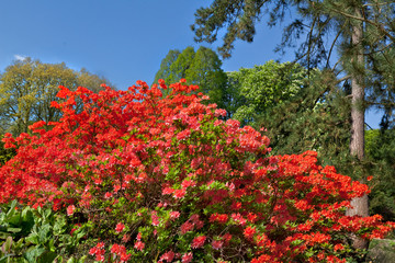 Fotomurales - Azaleas in the spring park.