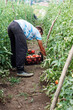 © Brilliant Eye - In den Tomatenfeldern pflücken