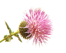 A Flowering Thistle