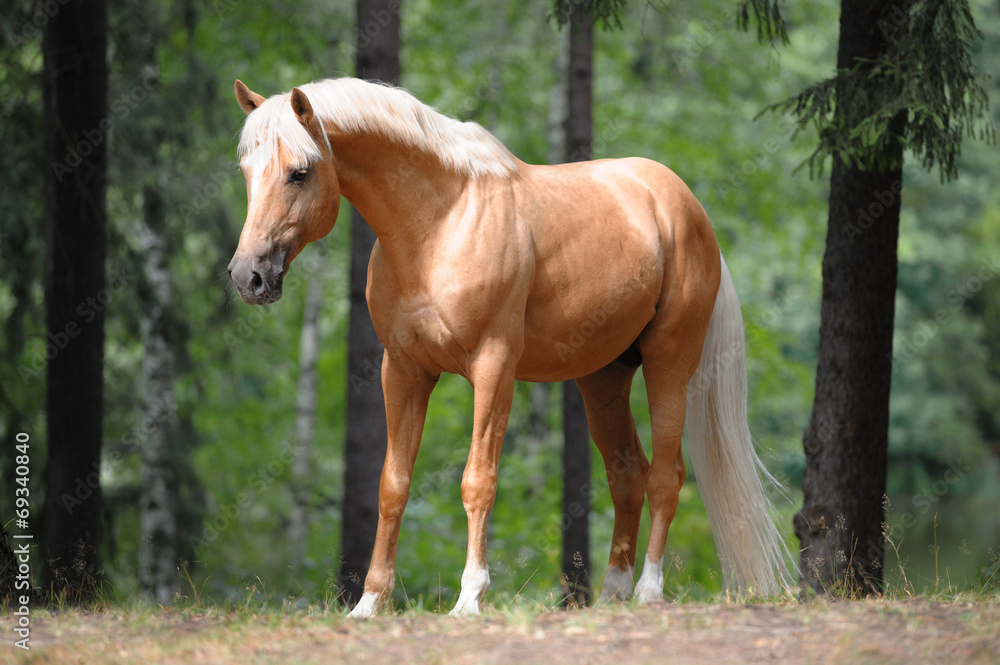 beautiful palomino horse stands in the meadow - obrazy, fototapety, plakaty 
