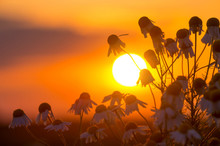 Daisies On A Background Of A Sunset