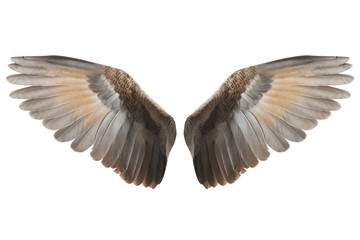 Fototapete - Wings